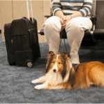 Pet-friendly destinations